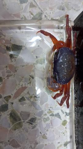 Ketam air tawar - photo 2 of 3