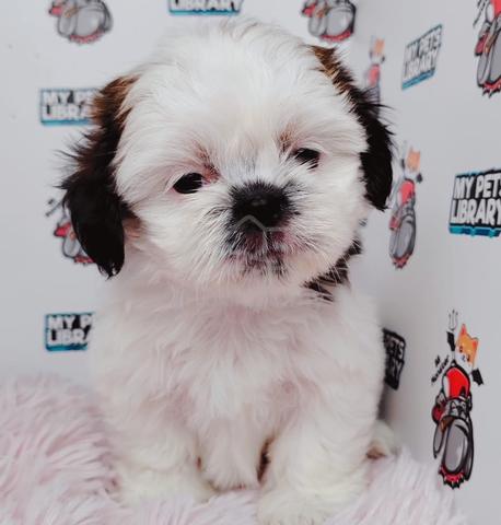 A35 crazy shih tzu puppy dog - Pets for sale in Puchong, Kuala Lumpur