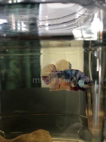 Ikan Betta - photo 2 of 3
