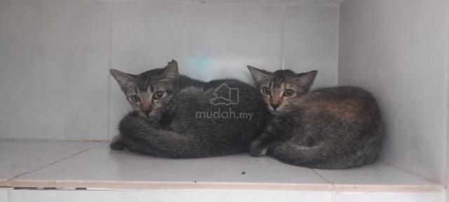 Cats For adoption - photo 2 of 2
