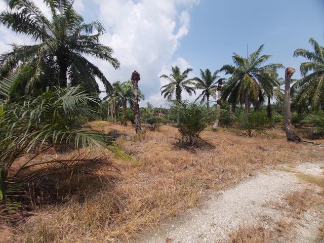Tanah Pertanian (Kelapa Sawit) di Kg Ujung Permatang, Kuala Selangor 1