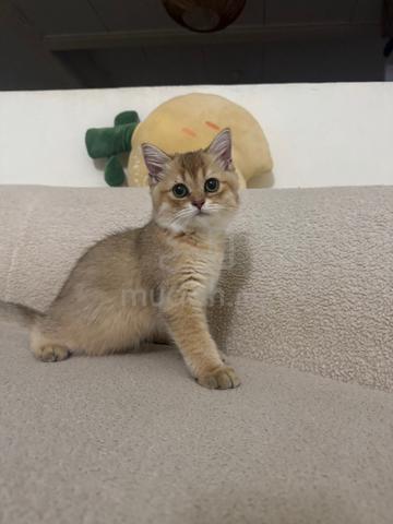 bsh golden - photo 4 of 4