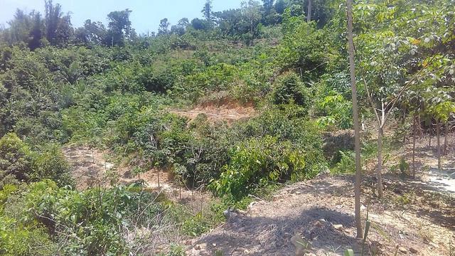 Agriculture land | Rubber Trees | Hill land | Tuaran 3