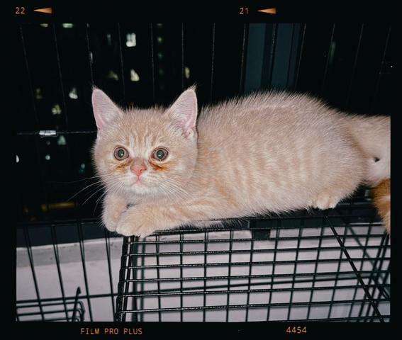 DLH mix BSH - photo 2 of 2