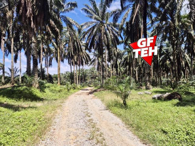 4.74 acre Agricultural Land | Selama | Perak b 1