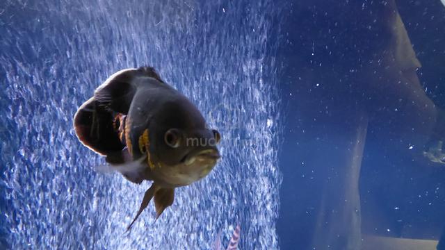 Oscars and Jaguar Chiclid  - photo 4 of 4