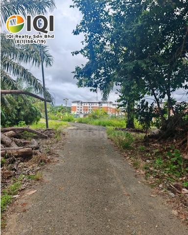 Oil Plam 5 Years Tree | Oil Palm Plantation | Gudang Empat Tawau 1