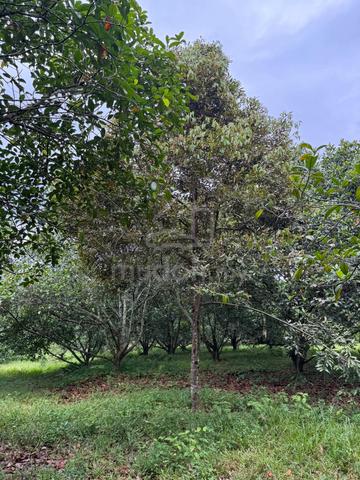 Kebun Buah Untuk Dijual 3