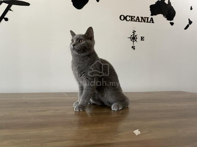 Carousel Image