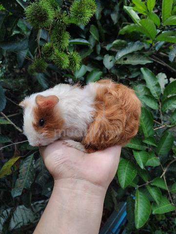 Guinea pig - Pets for sale in Kuantan, Pahang