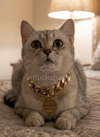 Kucing British Shorthair - photo 4 of 6