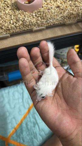 Dormouse high pied - photo 2 of 2