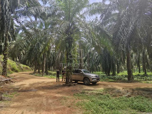 2925 ACRE | 1184 HECTARE 🔥 Oil Palm Sawit Teluk Intan Hilir Perak 1