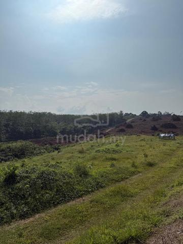 Tanah Kebun Durian Black Thorn 2