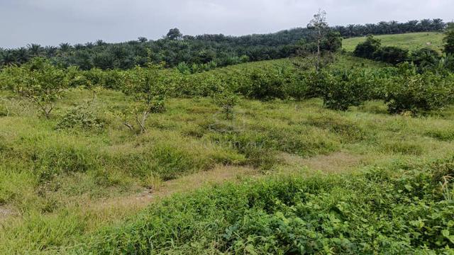 MCL 8.7 ekar kebun Naga,Jambu Batu & Pisang area Macap Durian Tunggal 1