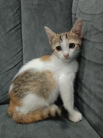kucing comel mencari tuan baru - photo 4 of 4