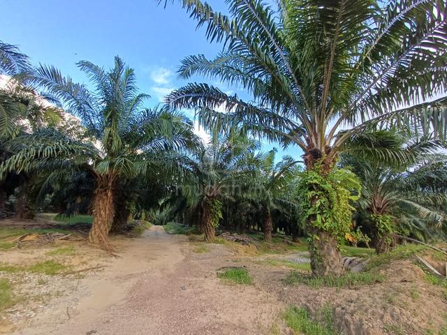 Tawar, Kuala Ketil, Kedah - Oil Palm Plantation for Sale–Direct Owner 1