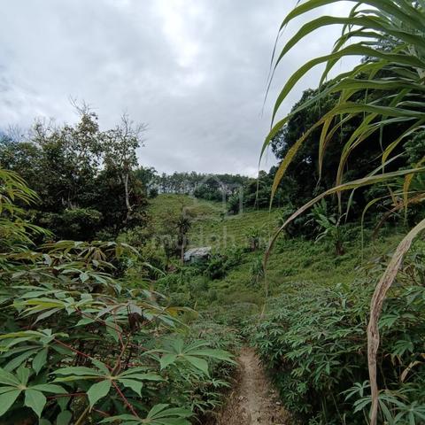 Agriculture land in Balik Pulau @Bukit Ayer Itam 5