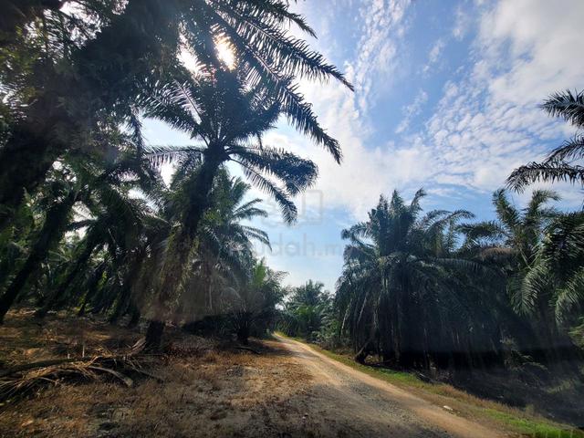 FOR SALE:  TANAH SAWIH 4 EKAR SUNGAI KELAMBU Kuala Langat 3