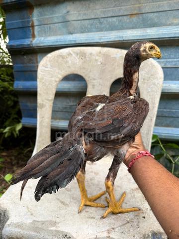 ayam Aseel cross Oshamo - photo 6 of 6