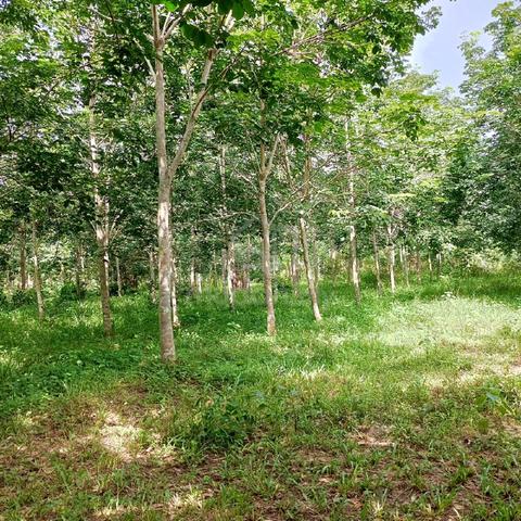 tanah kebun getah 1
