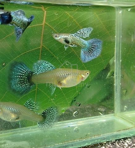 Carousel Image Selected