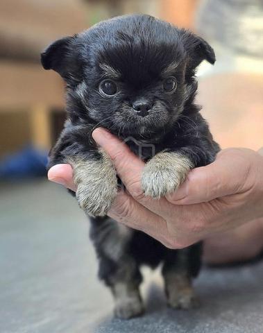 black and white Chihuahua ~7 - photo 3 of 6