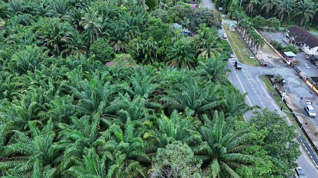 Tanah cantek 1