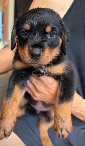 Rottweiler  - photo 5 of 5