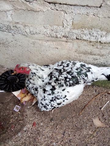 ibu ayam rinting murai - photo 2 of 2