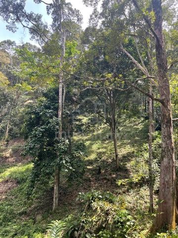 Tanah dusun durian di Miku Rembau N Sembilan utk dijual‼️ 1