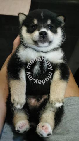 Shiba inu best sale 2 months