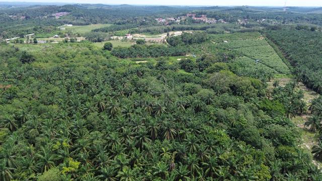[FREEHOLD] 30 acres, Jasin, Rim, Agriculture Land 1