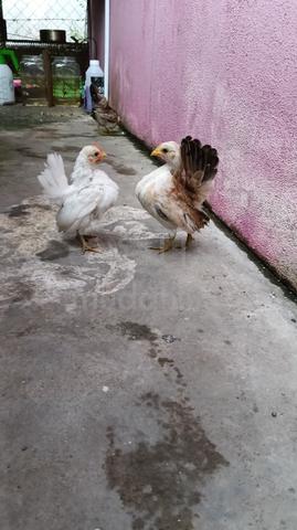 Ayam Serama 3 Ekor  - photo 2 of 5
