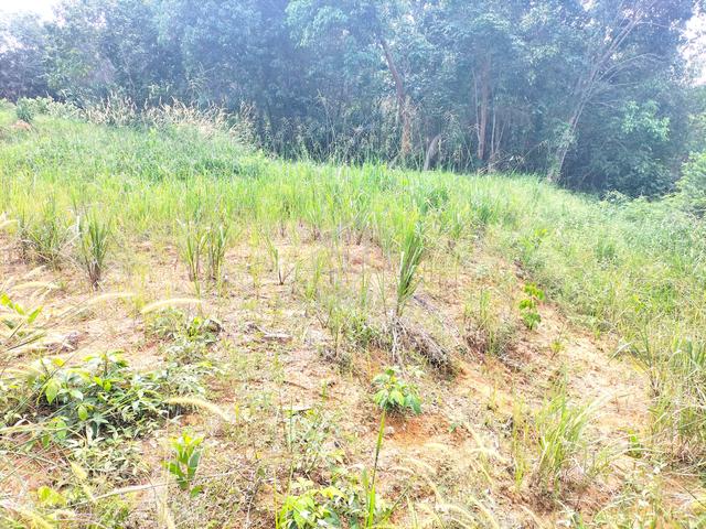 Lot Banglo Salak Tinggi, Sepang, Selangor 1