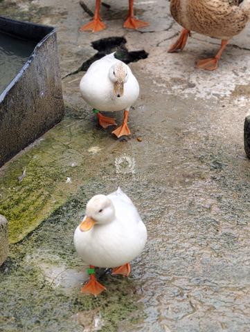 Call Duck - photo 6 of 6