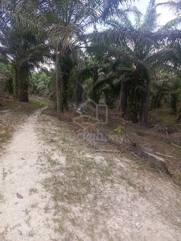 Tanah Pertanian Untuk Dijual di RTK Bkt Sagu 1