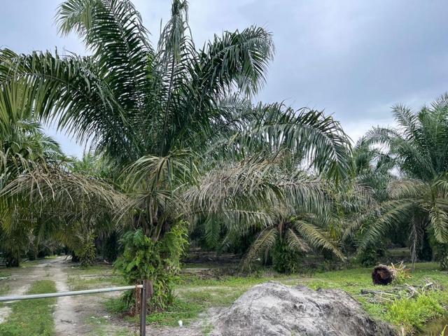 50 Acres, Freehold 6-7 Years Oil Palm 玻璃沙, Kota Tinggi 1