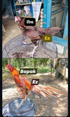 ayam ratu nokdaeng  - photo 5 of 5