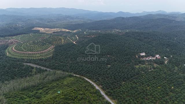 Palm Oil Estate @ Tampin 1