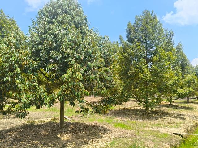 Durian Land, Kampung Jara ,Maran Pahang 1