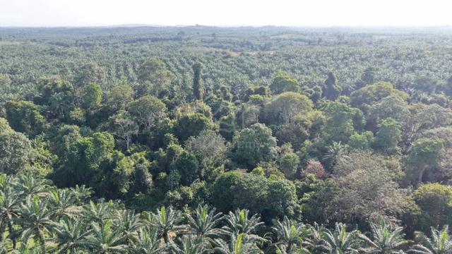 5 Acres Freehold Agriculture Land Kuala Mui Kuala Krau Temerloh 1