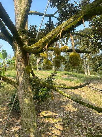 12ekar Durian Land for sale 1