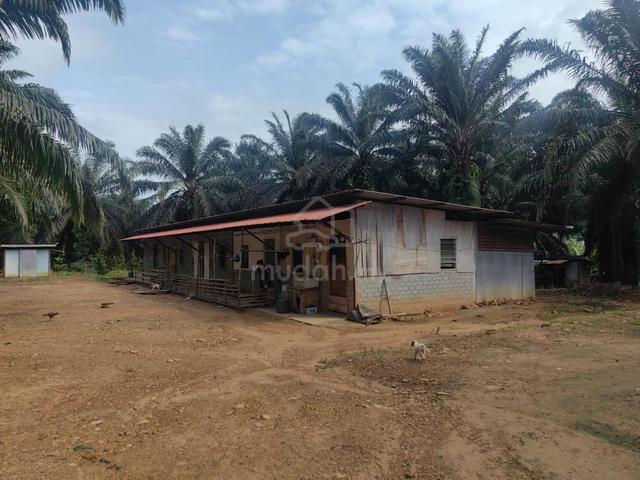 Kota Marudu Oil Palm Land 180 Acres Main Road Access for sale 1