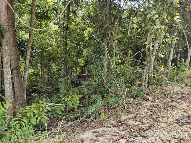 Tanah Getah Rompin Negeri Sembilan 1