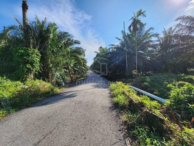 Pontian Agriculture Land with ready income 1