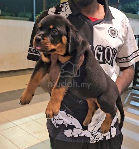 Rottweiler - photo 4 of 5