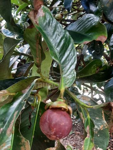 Freehold Durian orchard 3.1 acres at Batang kali 1