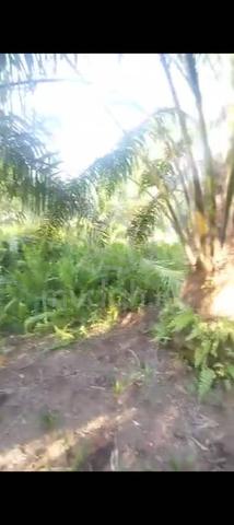 Banting Agriculture Land for Sale, Kampung Sungai Kelambu , 4