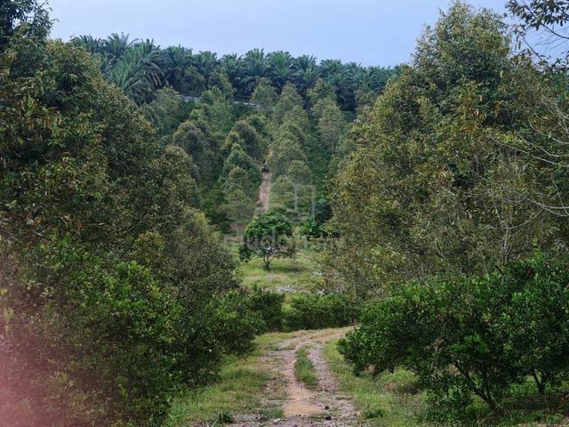 Kluang Mersing 12 Acres Durian Land Beside Main Road Freehold 1